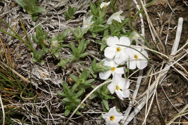 Kelsey's Phlox