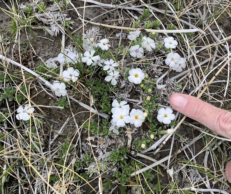 Kelsey's Phlox photo 2