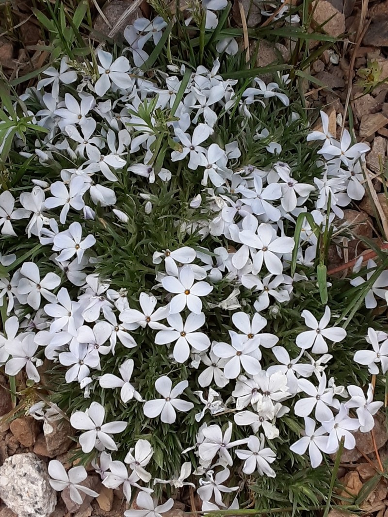 Kelsey's Phlox photo 3