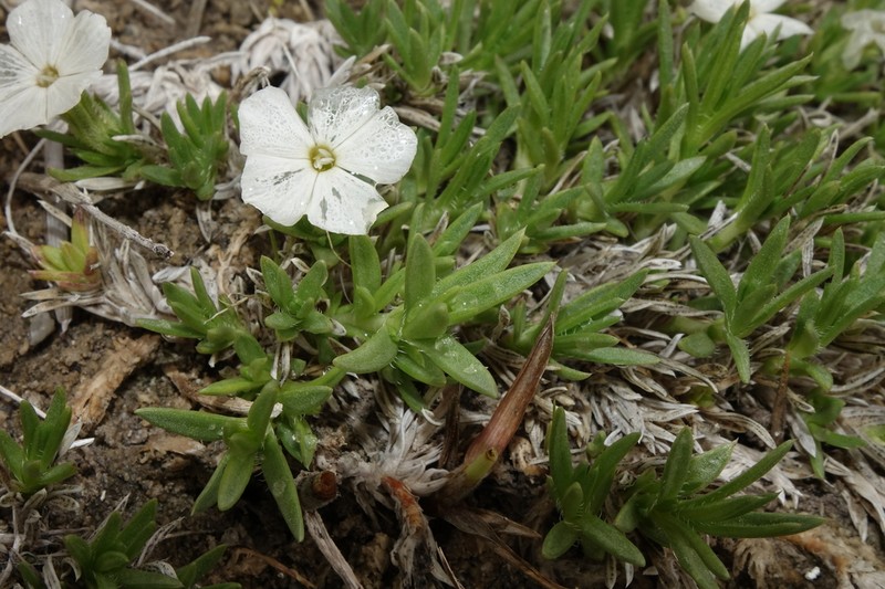 Kelsey's Phlox photo 4