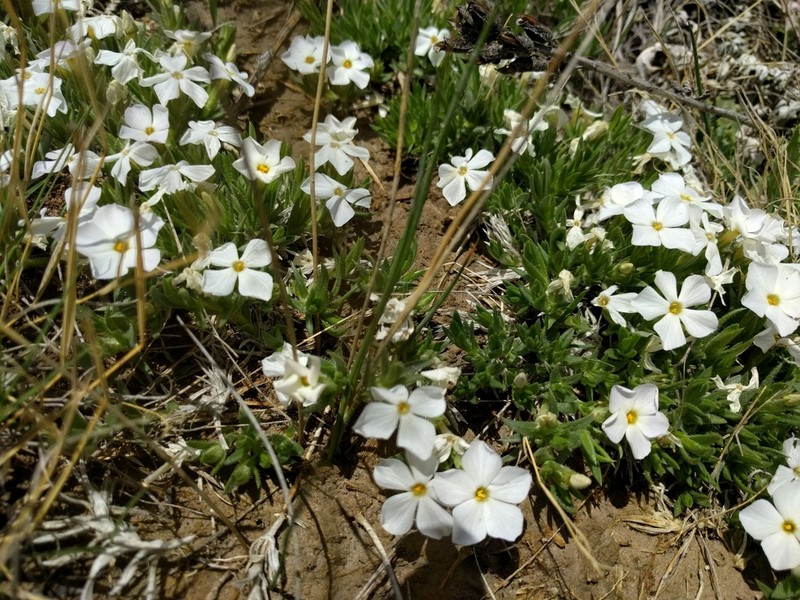 Kelsey's Phlox photo 5