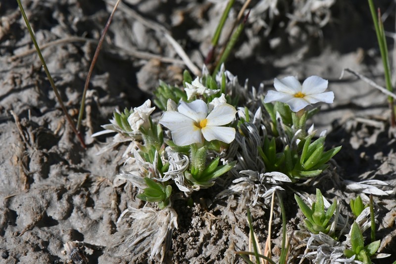 Kelsey's Phlox photo 6