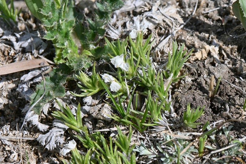 Kelsey's Phlox photo 7