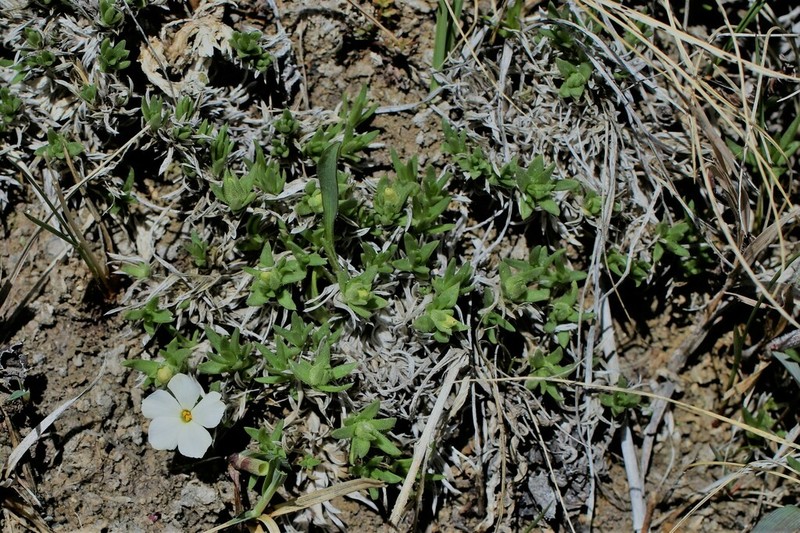 Kelsey's Phlox photo 8