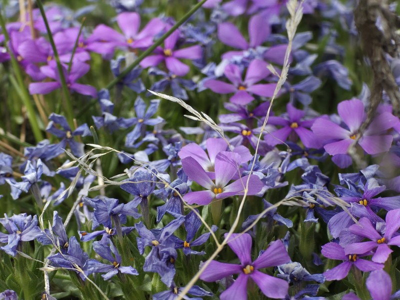 Phlox kelseyi subsp. kelseyi