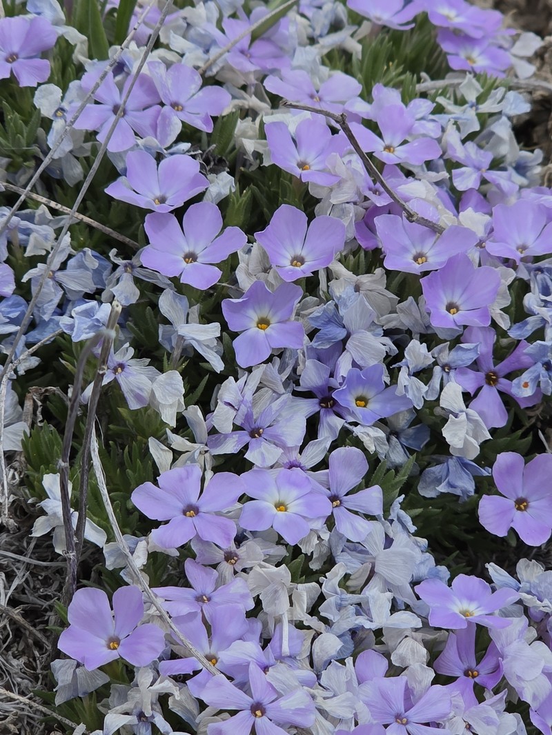 Phlox kelseyi subsp. kelseyi photo 2