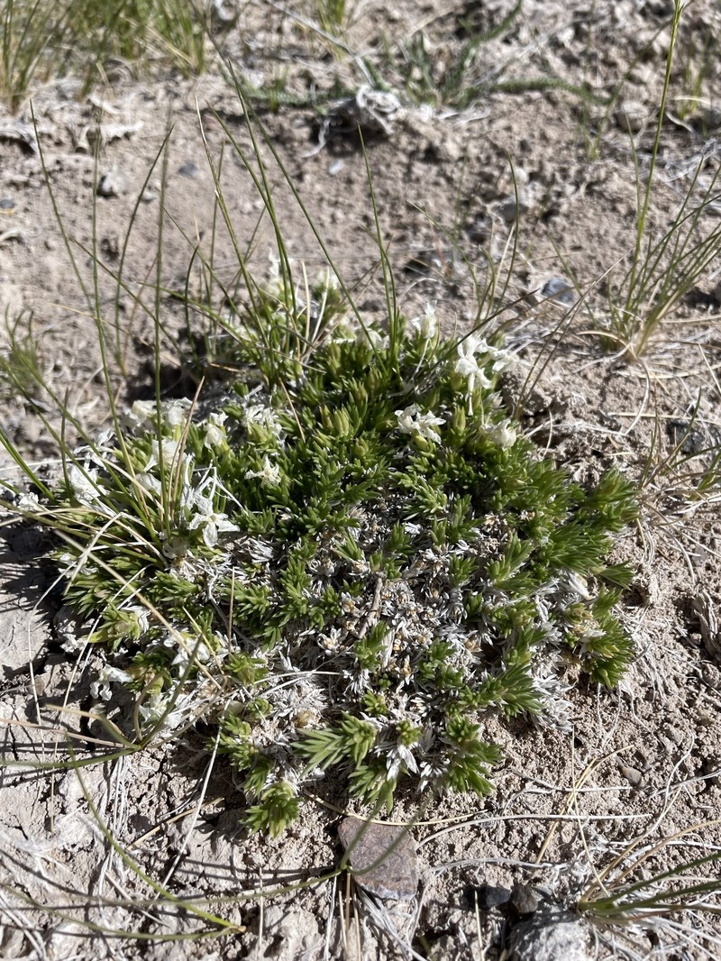 Phlox kelseyi subsp. salina
