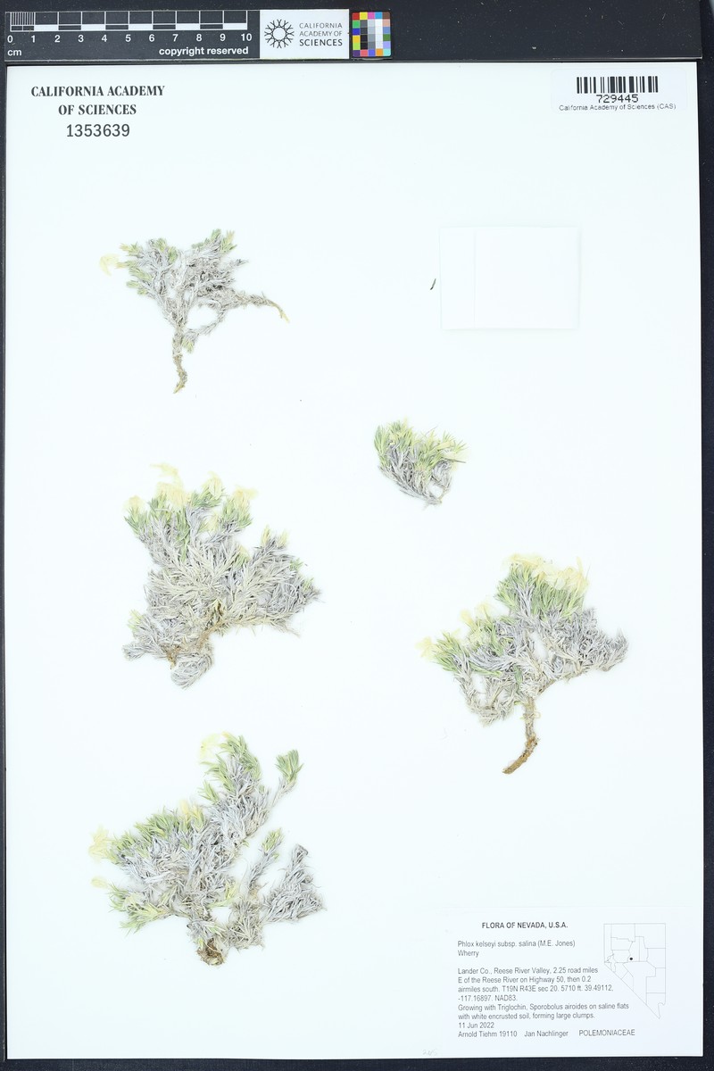 Phlox kelseyi subsp. salina photo 2