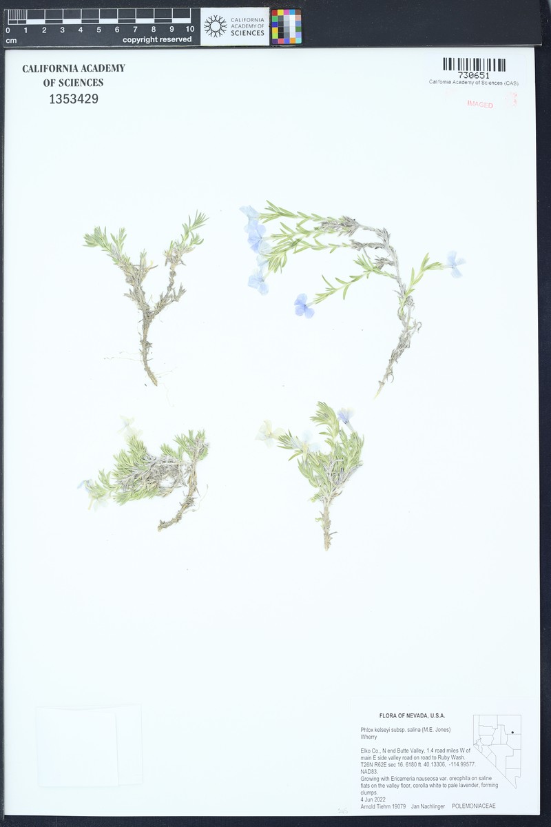 Phlox kelseyi subsp. salina photo 3