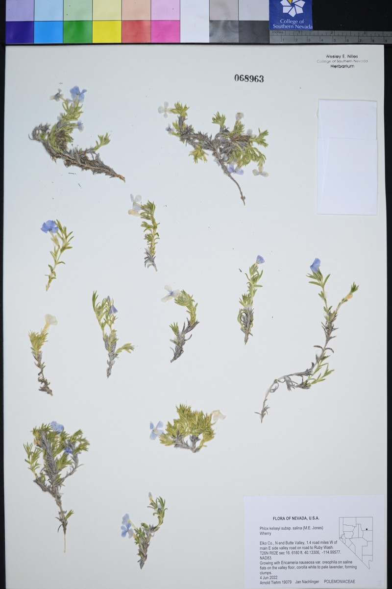 Phlox kelseyi subsp. salina photo 4