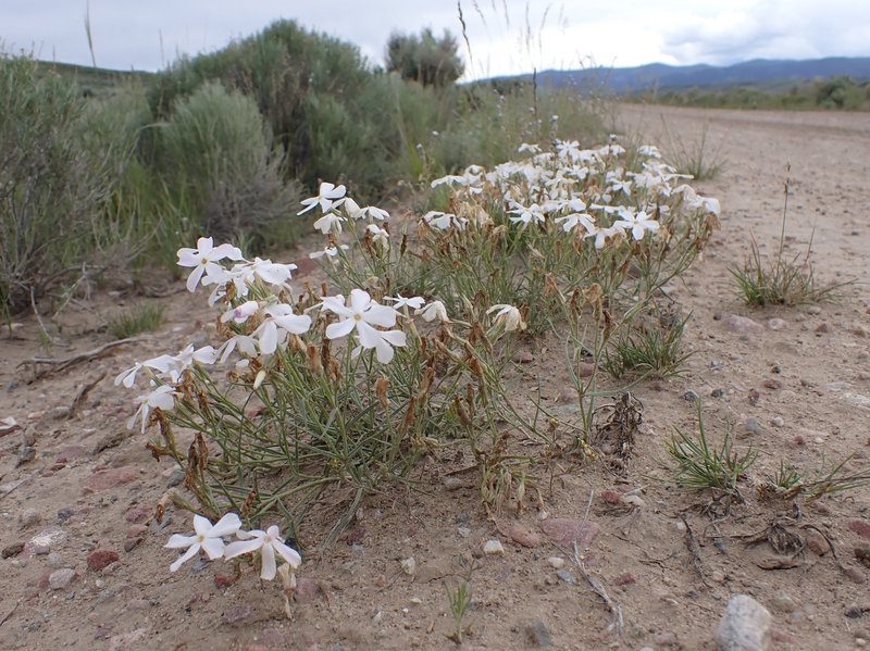 Longleaf Phlox photo 6