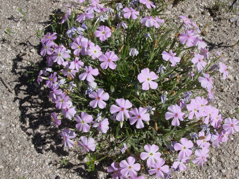 Longleaf Phlox