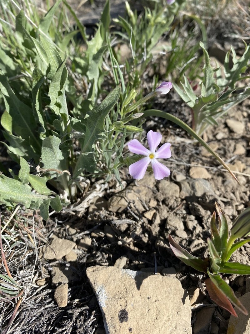 Longleaf Phlox photo 3