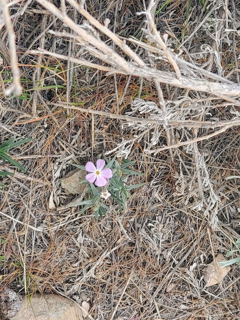 Longleaf Phlox photo 4
