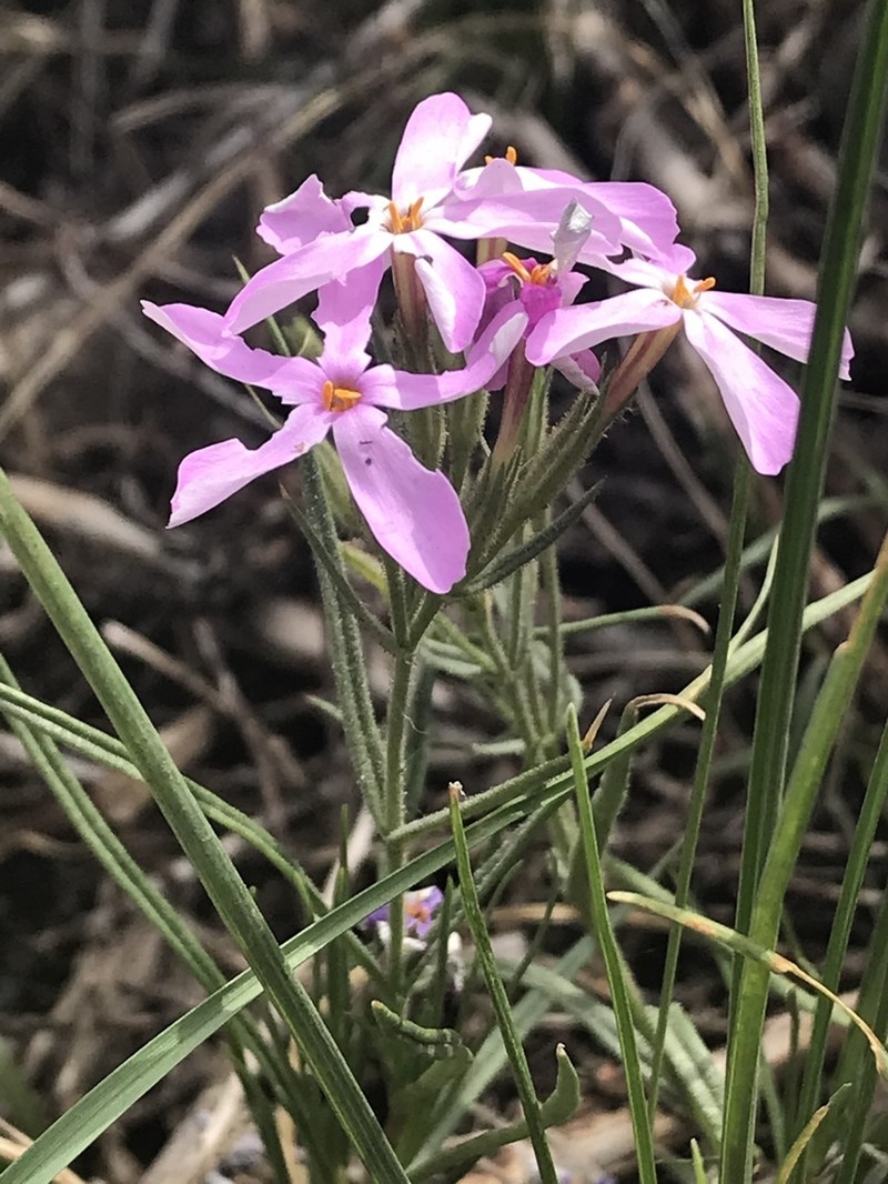 Longleaf Phlox photo 5