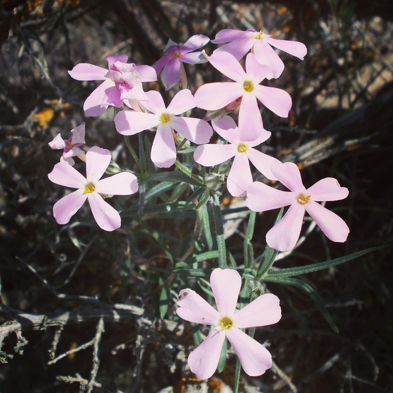 Longleaf Phlox photo 6