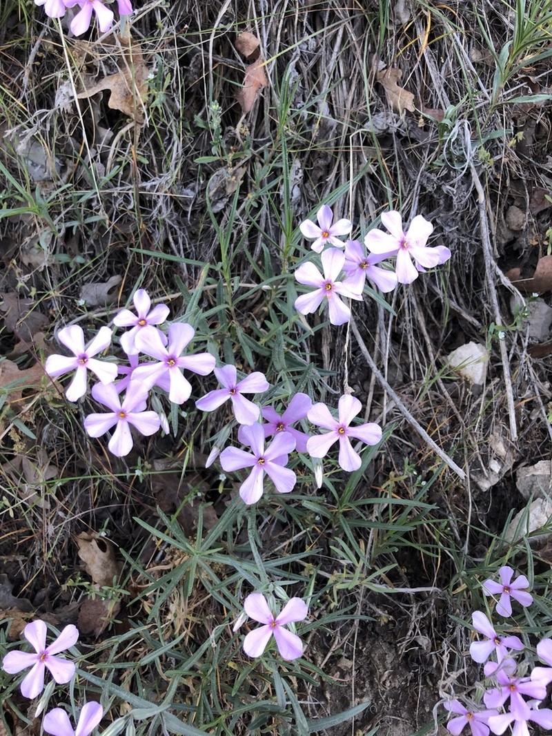 Longleaf Phlox photo 7