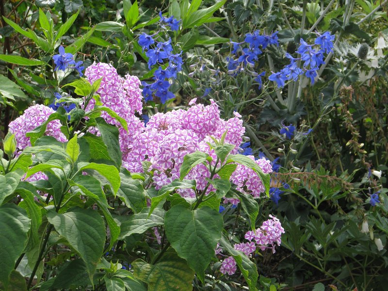 Wild Sweetwilliam photo 5
