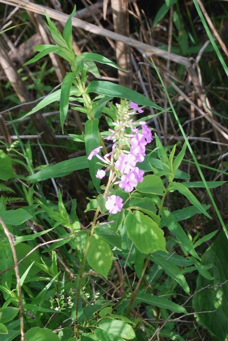 Wild Sweetwilliam photo 5