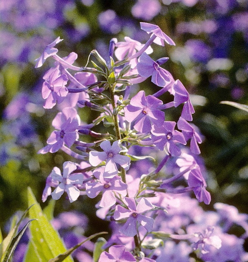 Wild Sweetwilliam photo 8