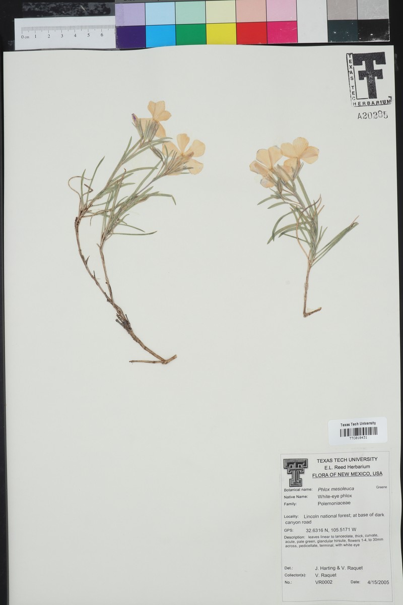 Threadleaf Phlox photo 3