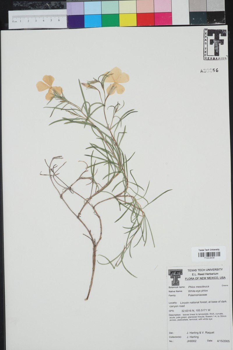 Threadleaf Phlox photo 4