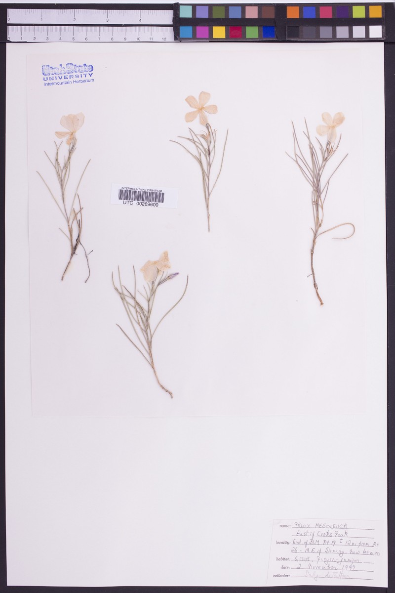 Threadleaf Phlox