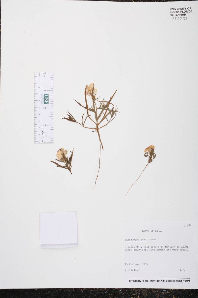 Threadleaf Phlox photo 2