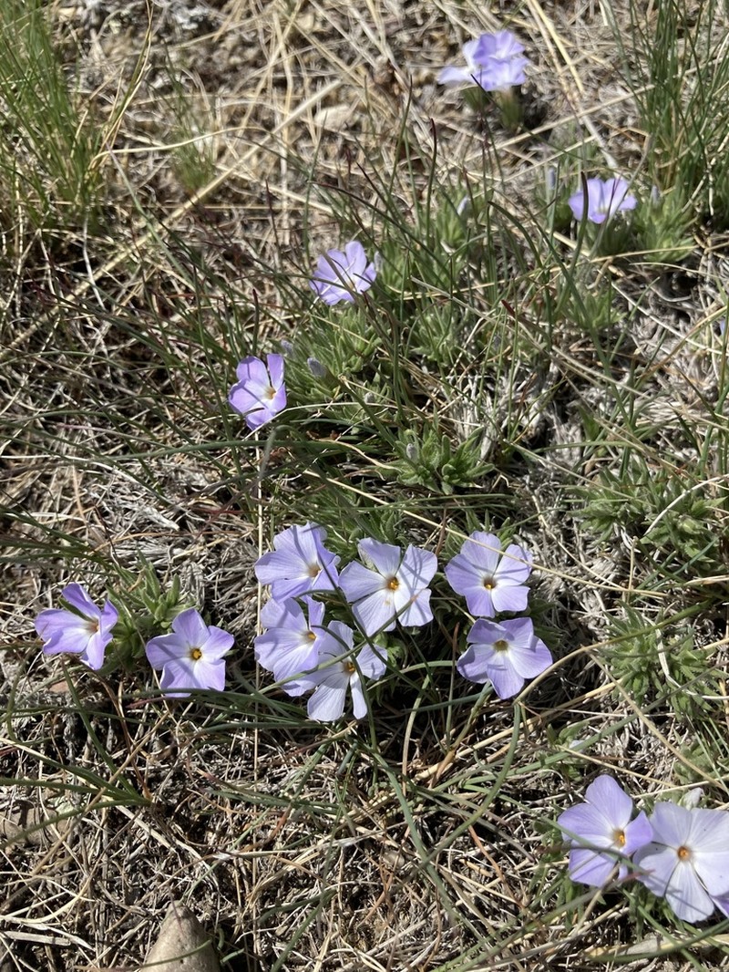 Missoula Phlox