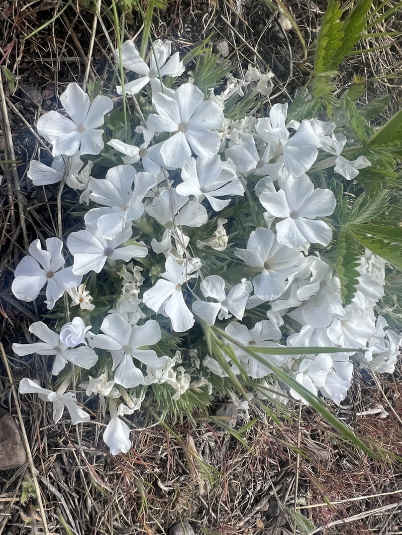 Missoula Phlox photo 2