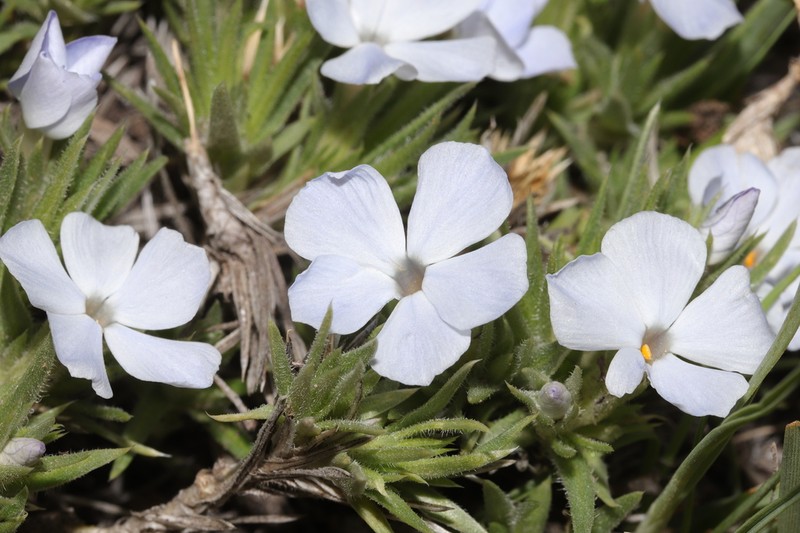 Missoula Phlox photo 3