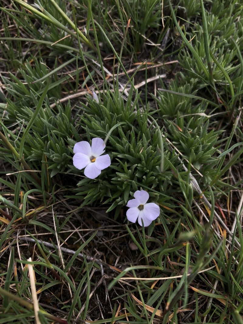 Missoula Phlox photo 4
