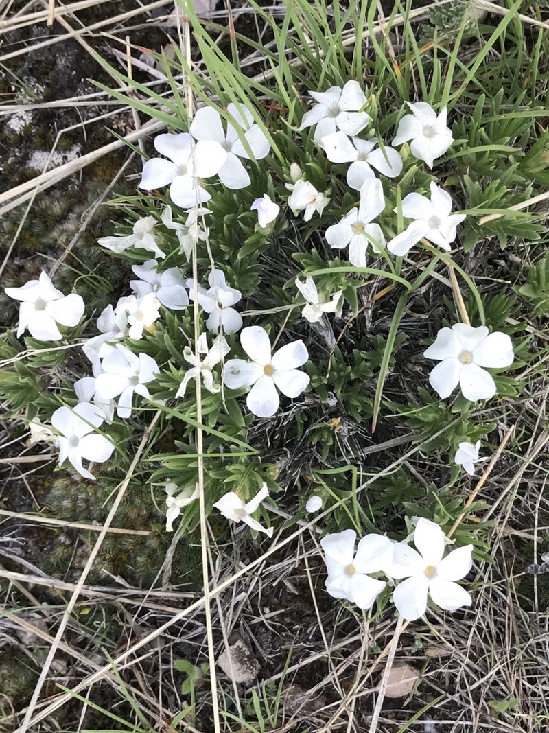 Missoula Phlox photo 5