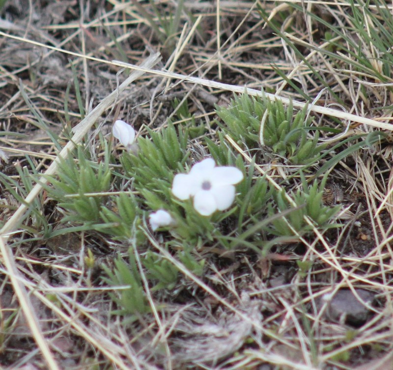 Missoula Phlox photo 6