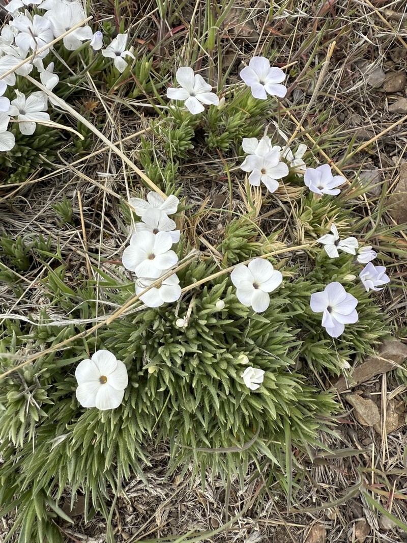 Missoula Phlox photo 7