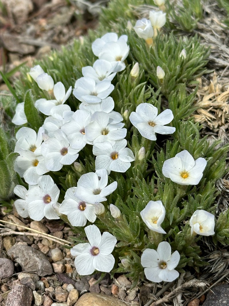 Missoula Phlox photo 8