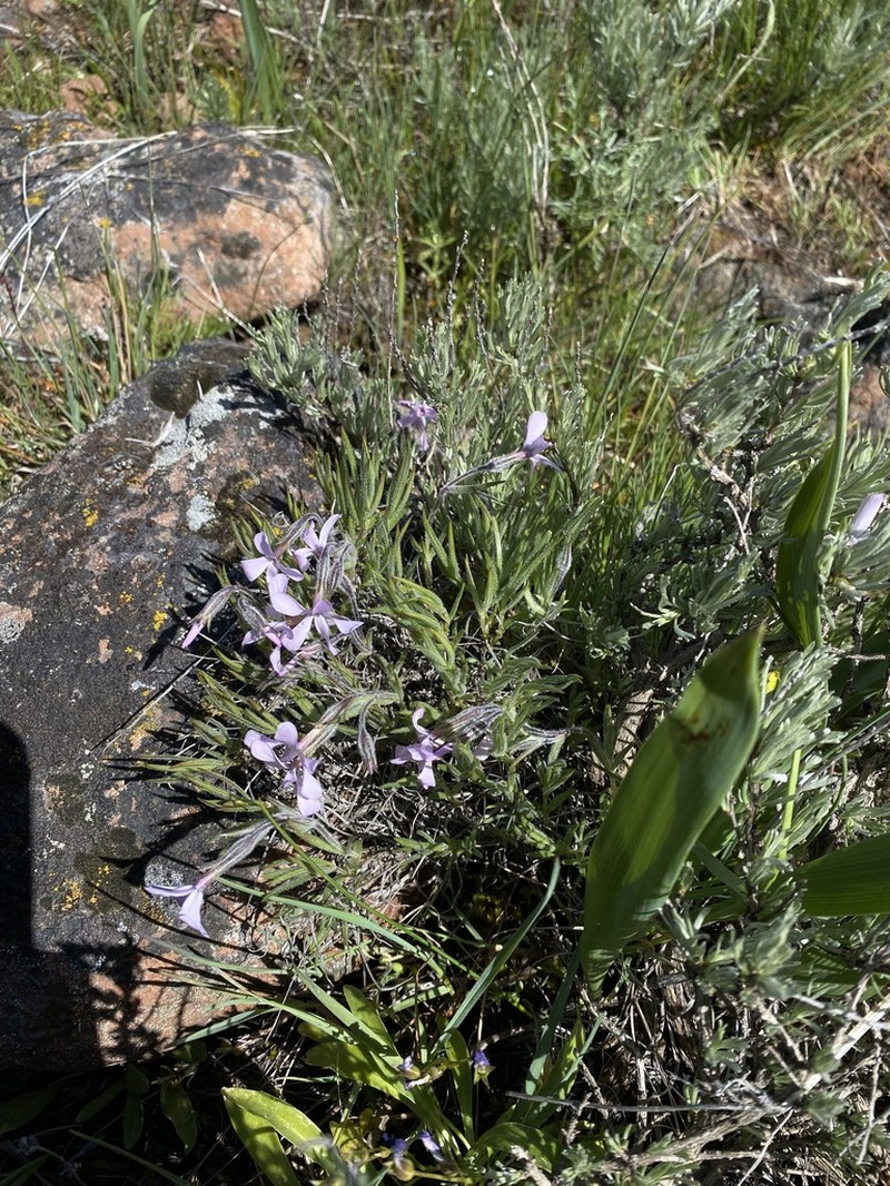 Soft Phlox photo 2