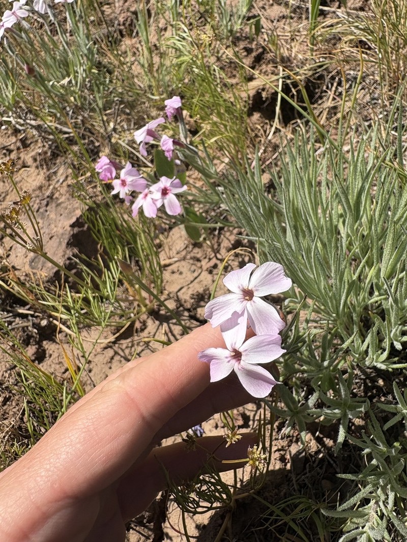 Soft Phlox photo 3