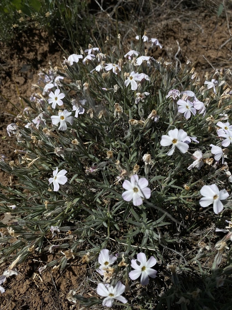 Soft Phlox photo 4