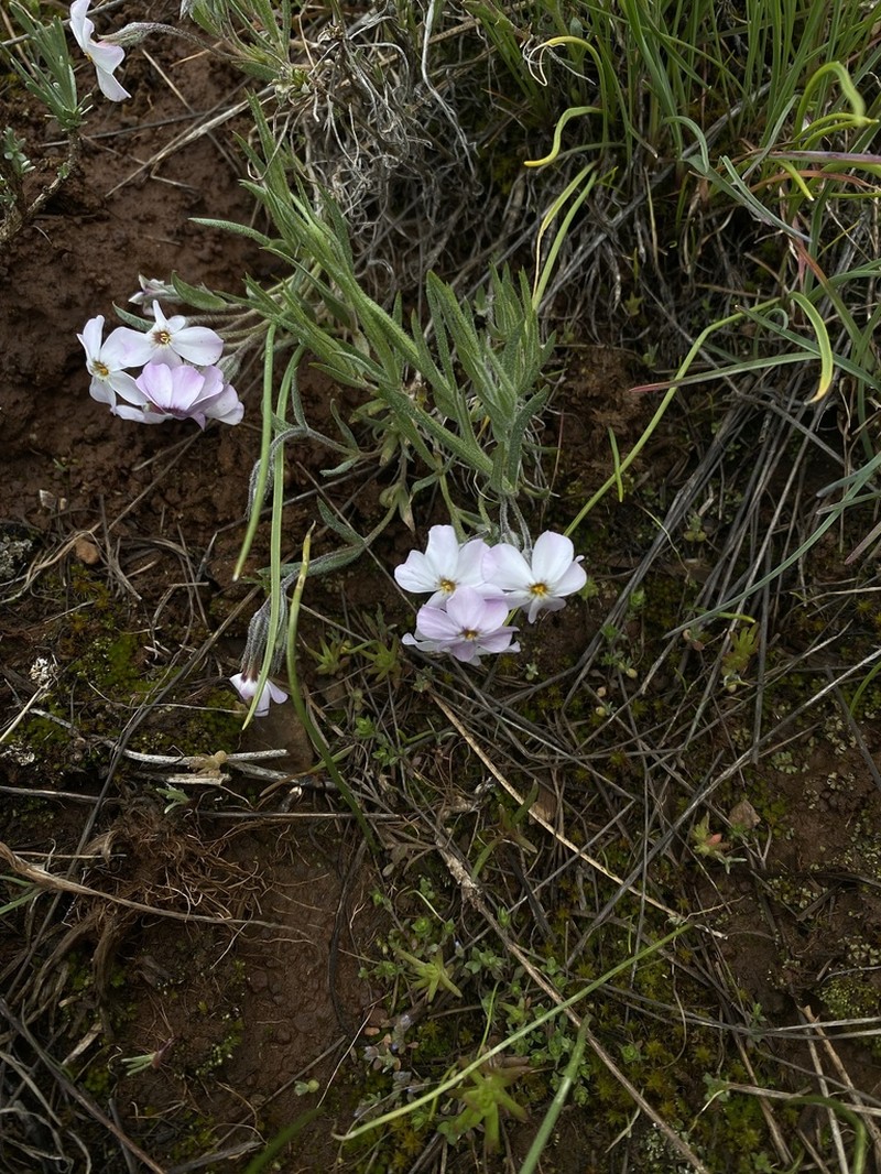 Soft Phlox photo 5