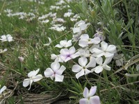 Flowery Phlox
