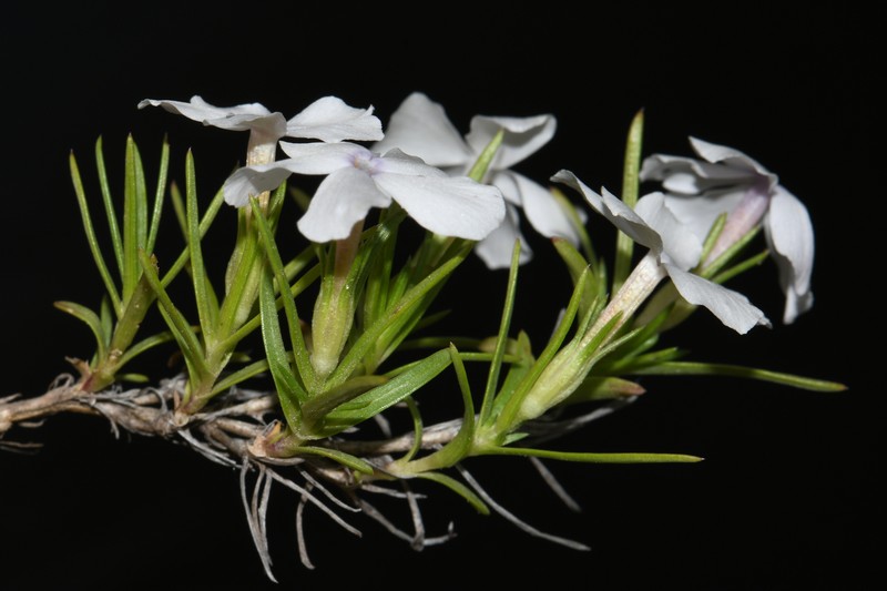 Flowery Phlox photo 2