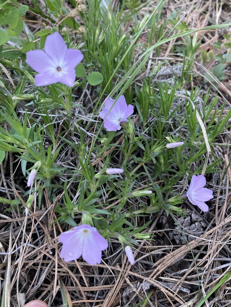 Flowery Phlox photo 3