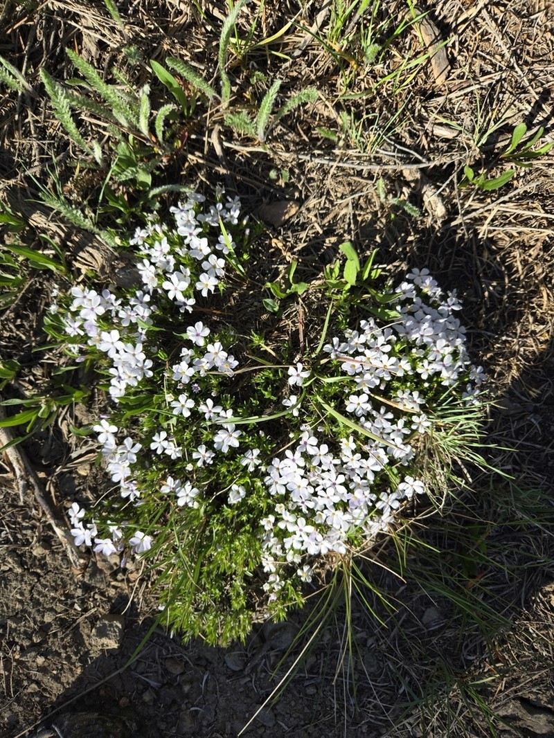 Flowery Phlox photo 4