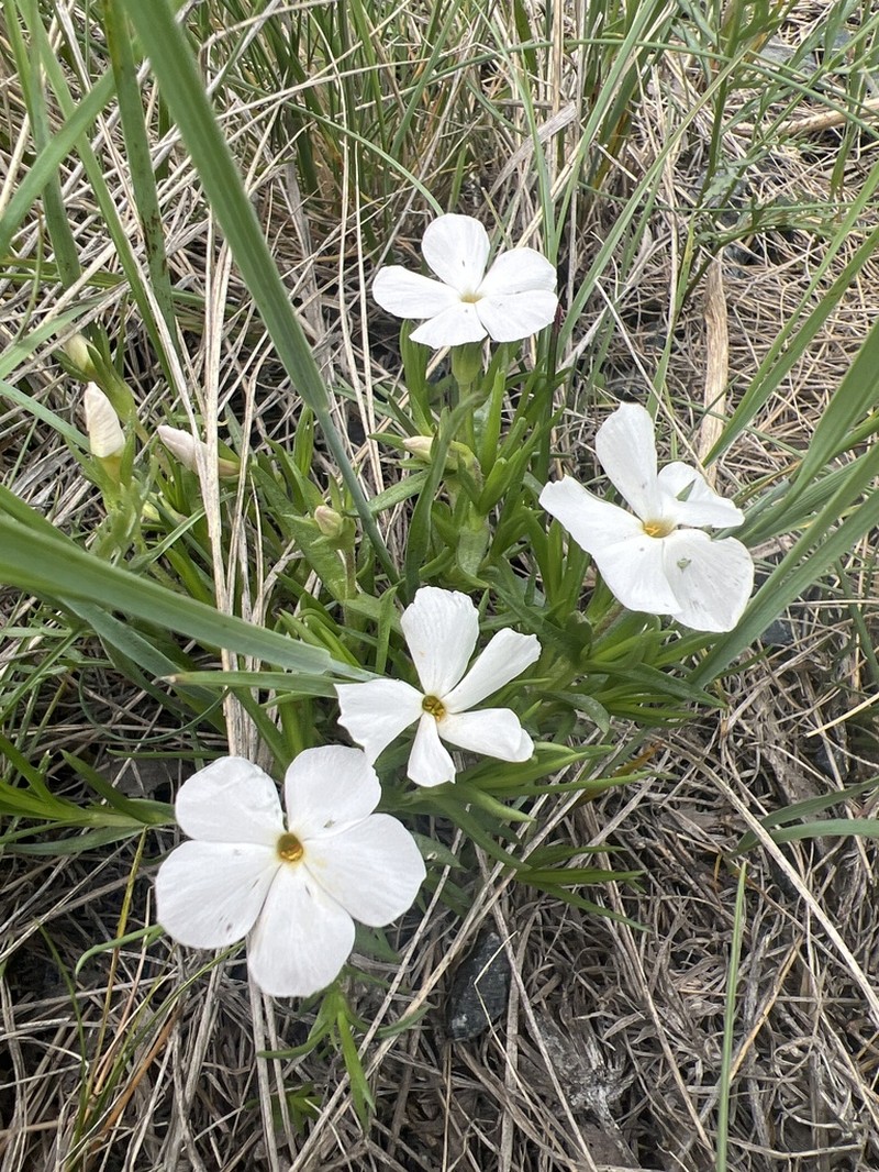 Flowery Phlox photo 5
