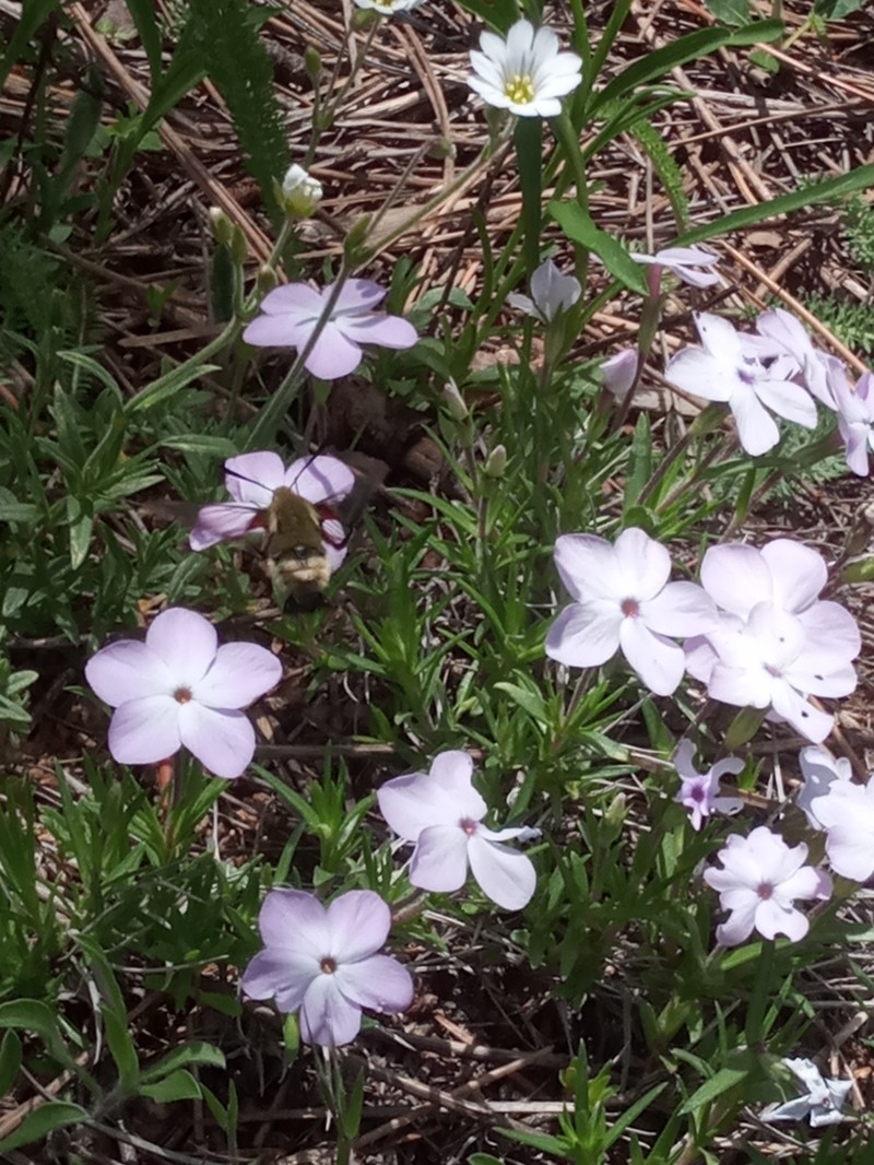 Flowery Phlox photo 6
