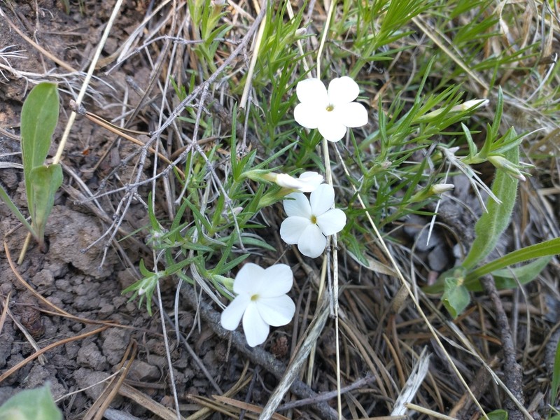Flowery Phlox photo 7