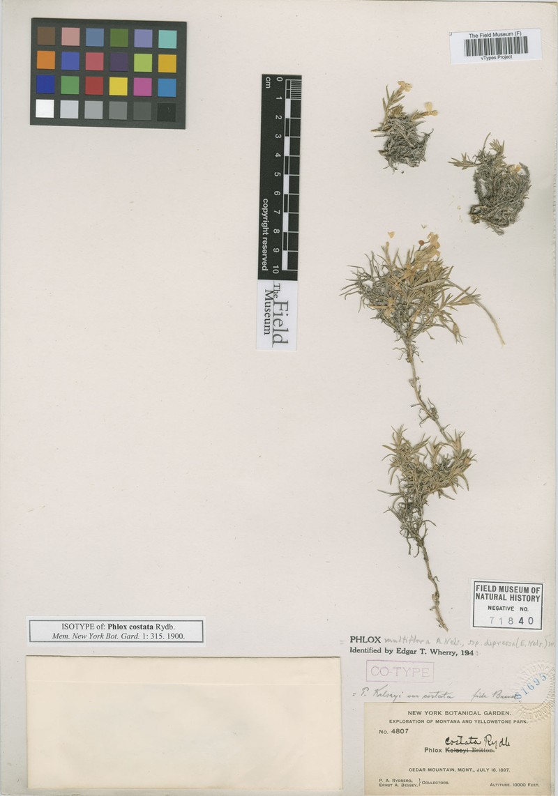 Phlox multiflora subsp. depressa photo 3