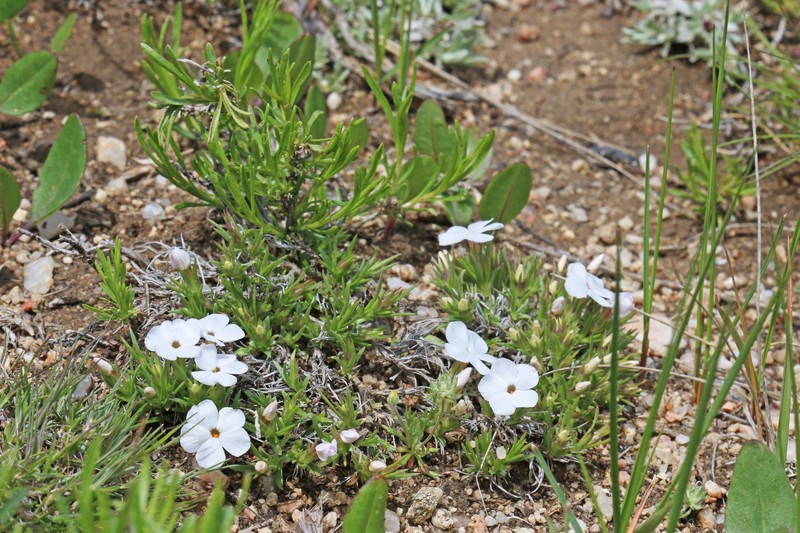 Phlox multiflora subsp. depressa