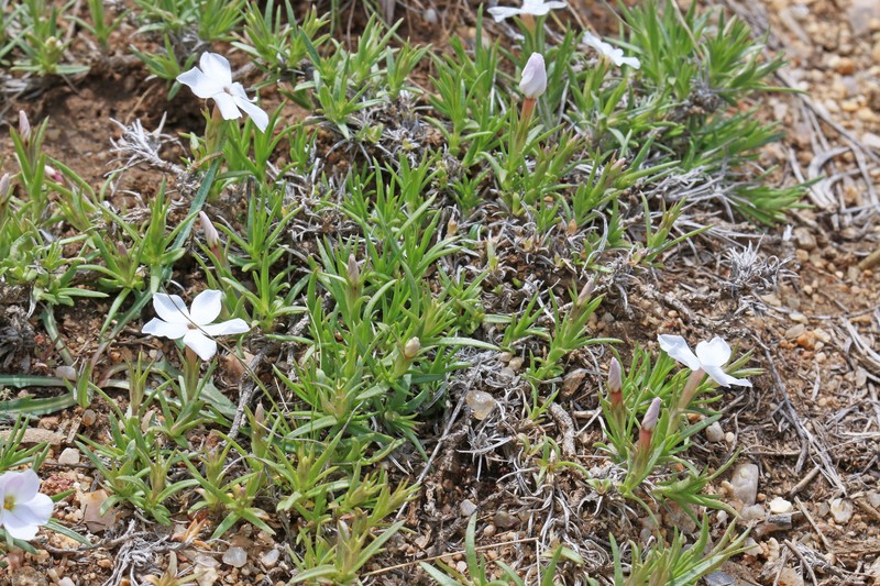 Phlox multiflora subsp. depressa photo 2
